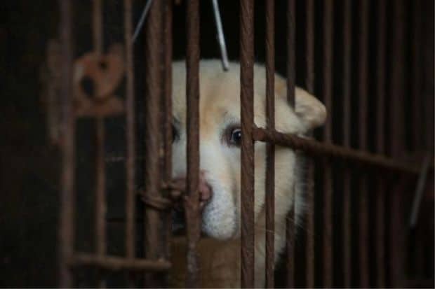 Việc ăn thịt chó mèo sẽ bị cấm hoàn toàn ở Đài Loan. Người vi phạm sẽ phải nộp phạt. Ảnh: Thestar.