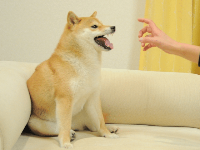 Bức ảnh chú chó Shiba trở thành tác phẩm NFT có giá trị nhất thế giới với giá 110 triệu USD