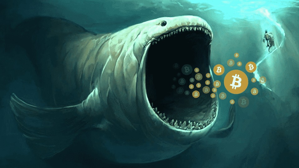 Ví Cá voi Bitcoin lớn thứ 3 đã “Buy the Dip” 13 triệu USD với giá trung bình 40,500USD